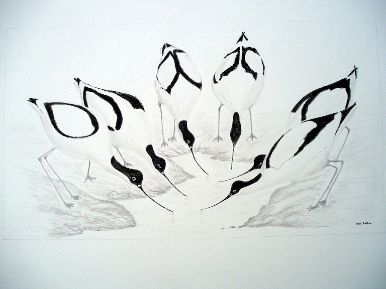 Grouping of Avocets